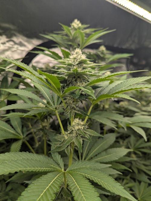 Lemonessence - Doja. Week 9