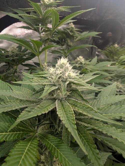 Lemonessence - Doja. Week 9