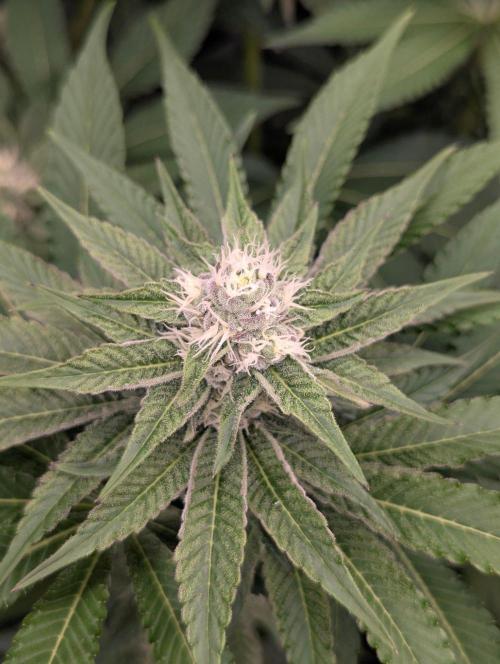 Lemonessence - Doja. Week 9