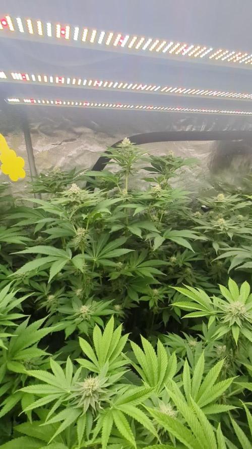 Lemonessence. Week 9