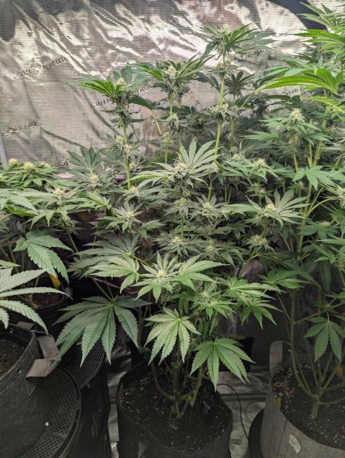 Black Lobster - Cipher Genetics. Week 9