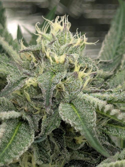 Black Lobster - Cipher Genetics. Week 9