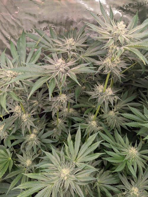 Black Lobster - Cipher Genetics. Week 9