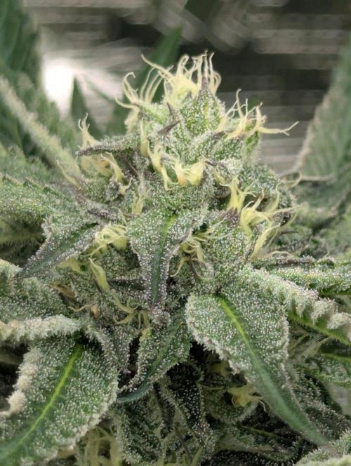 Black Lobster - Cipher Genetics. Week 9