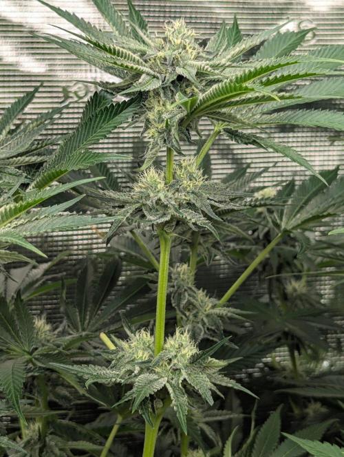 Black Lobster - Cipher Genetics. Week 9