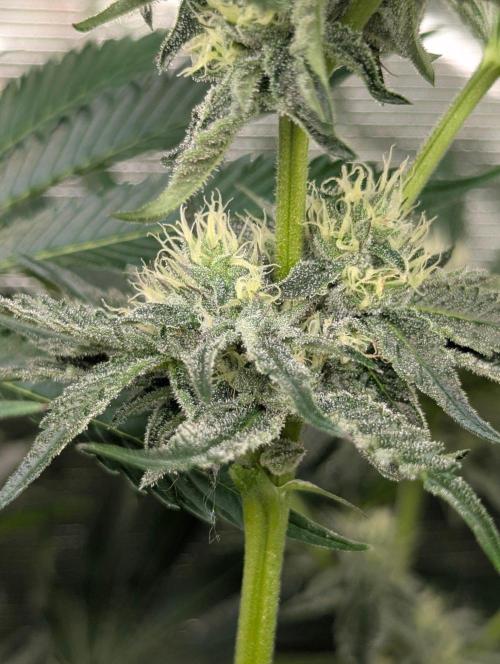 Black Lobster - Cipher Genetics. Week 9