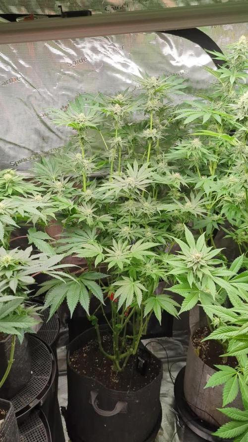 Black Lobster - Cipher Genetics