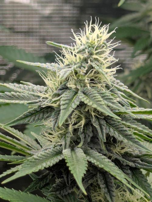 Zu-Tang Clan - N.Y.Ceeds. Week 9