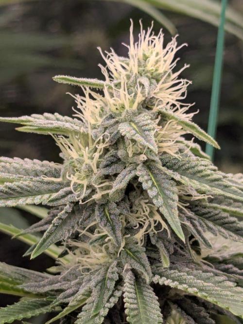 Zu-Tang Clan - N.Y.Ceeds. Week 9