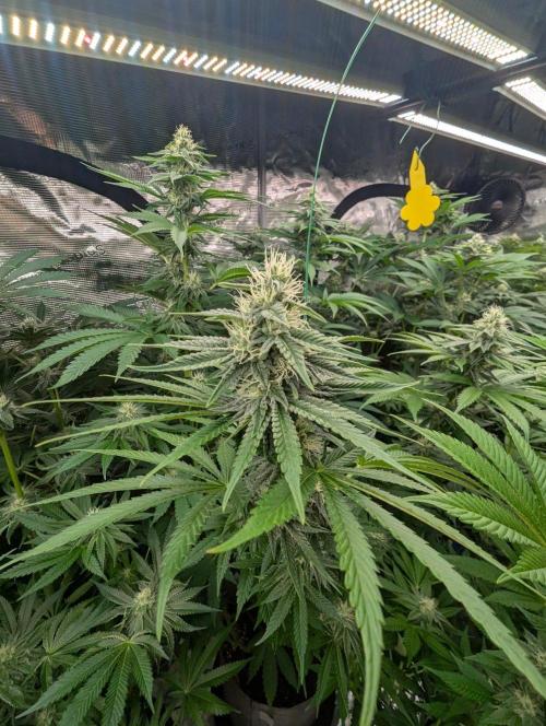 Zu-Tang Clan - N.Y.Ceeds. Week 9