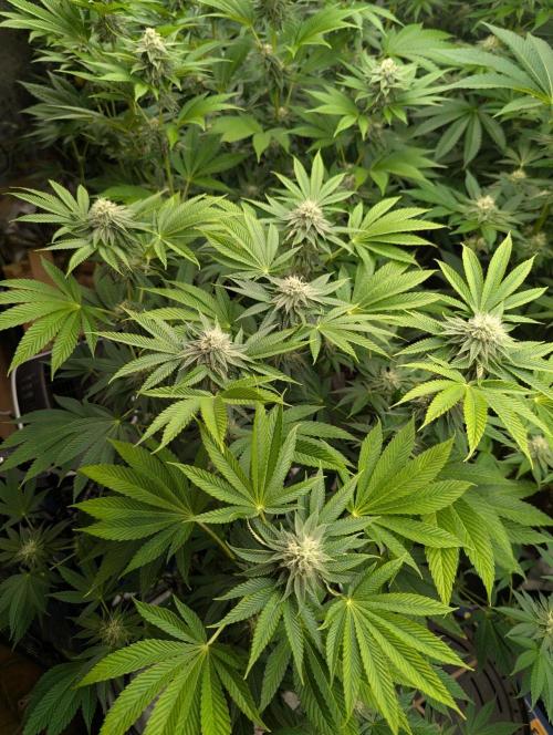 Big Z - Wizard Trees. Week 9