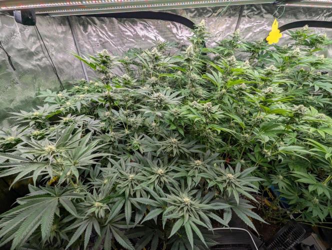 Big Z - Wizard Trees. Week 9