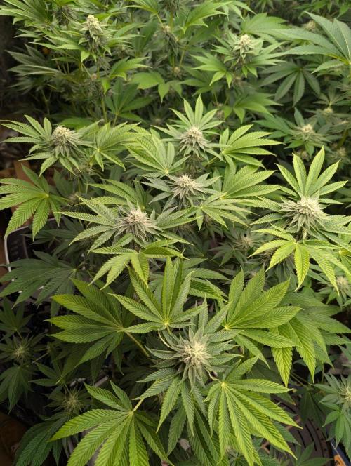 Big Z - Wizard Trees. Week 9