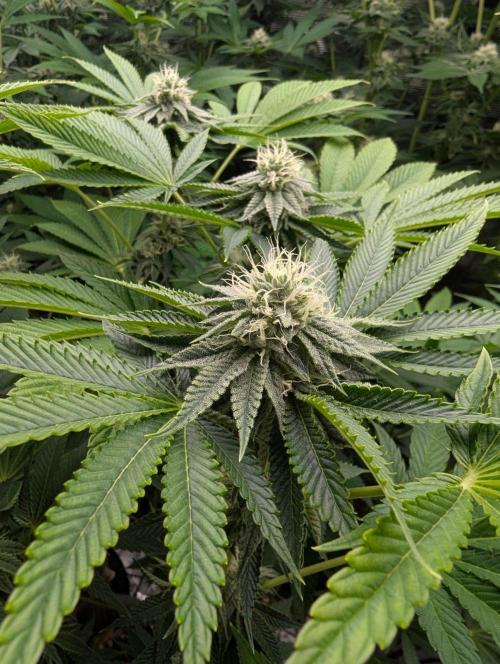 Big Z - Wizard Trees. Week 9