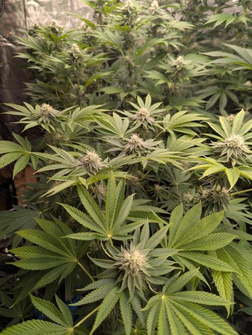 Big Z - Wizard Trees. Week 9