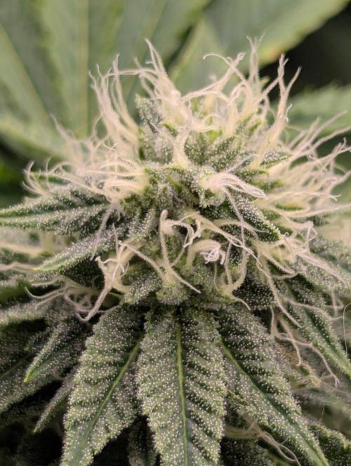 Big Z - Wizard Trees. Week 9