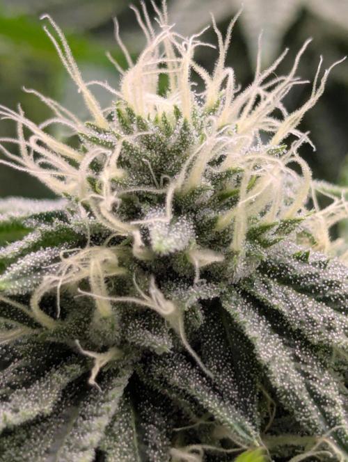 Big Z - Wizard Trees. Week 9