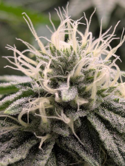 Big Z - Wizard Trees. Week 9