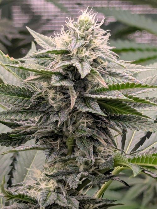 Zu-Tang Clan - N.Y.Ceeds. Week 9