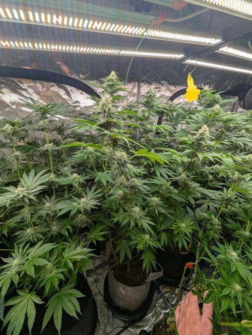 Zu-Tang Clan - N.Y.Ceeds. Week 9