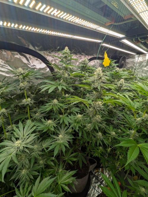 Zu-Tang Clan - N.Y.Ceeds. Week 9