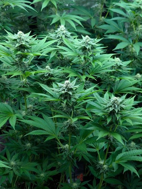 The Keeper - Wizard Trees. Week 9
