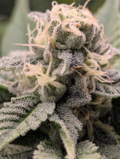 The Keeper - Wizard Trees. Week 9