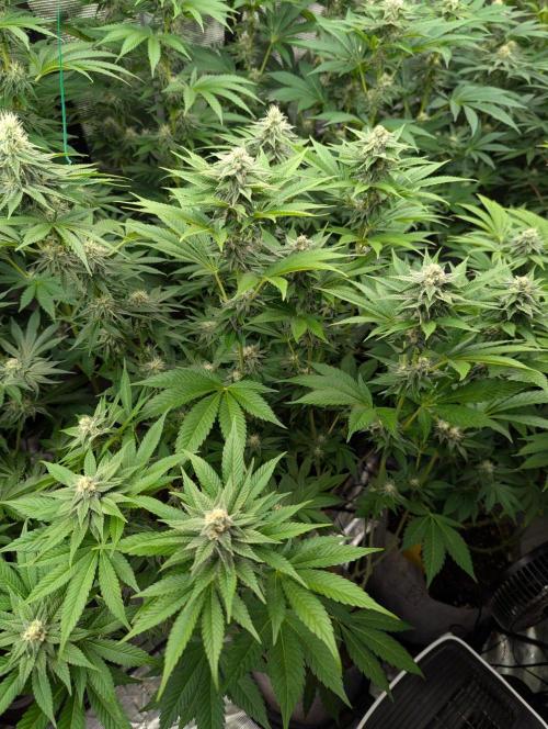 The Keeper - Wizard Trees. Week 9