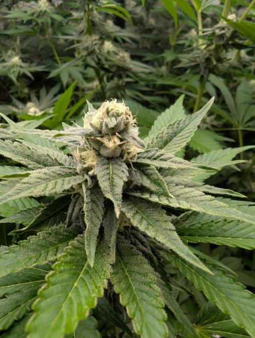 The Keeper - Wizard Trees. Week 9