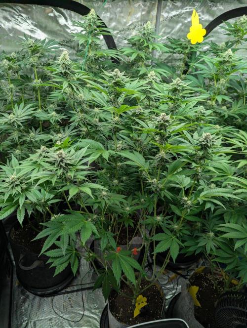 The Keeper - Wizard Trees. Week 9