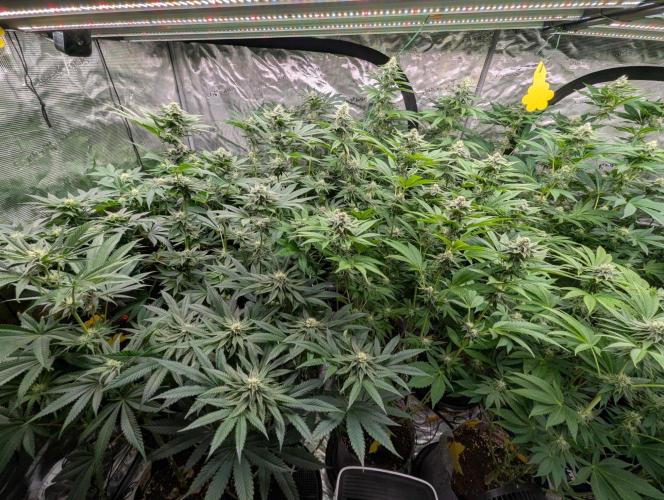 The Keeper - Wizard Trees. Week 9