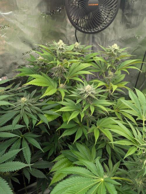 New Money - Compound Genetics. Week 9