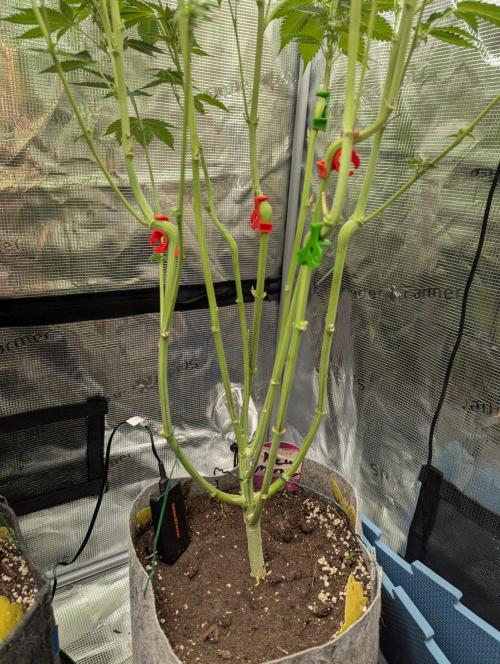 New Money - Compound Genetics. Week 9