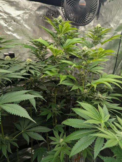 New Money - Compound Genetics. Week 9