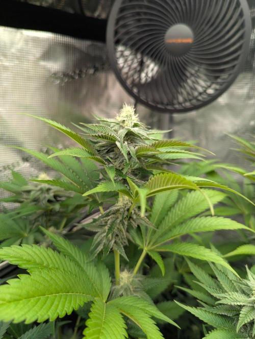 New Money - Compound Genetics. Week 9