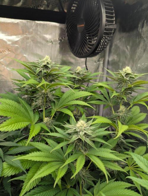 New Money - Compound Genetics. Week 9