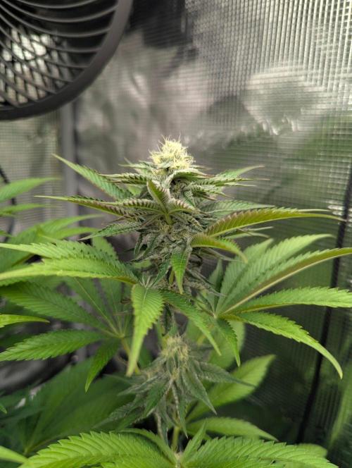 New Money - Compound Genetics. Week 9