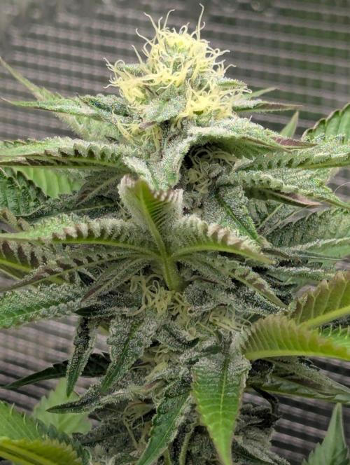 New Money - Compound Genetics. Week 9