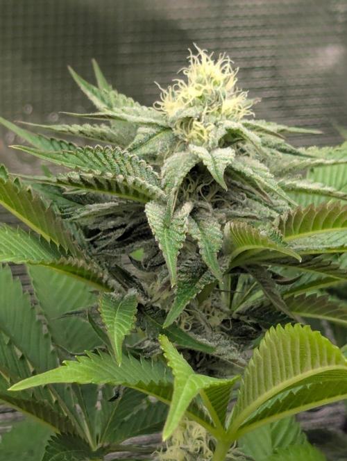 New Money - Compound Genetics. Week 9