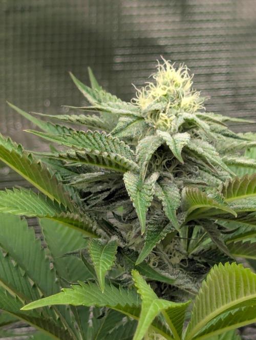 New Money - Compound Genetics. Week 9