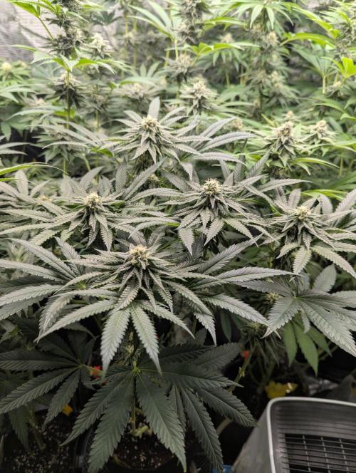 Studio Cherry - Wizard Trees. Week 9
