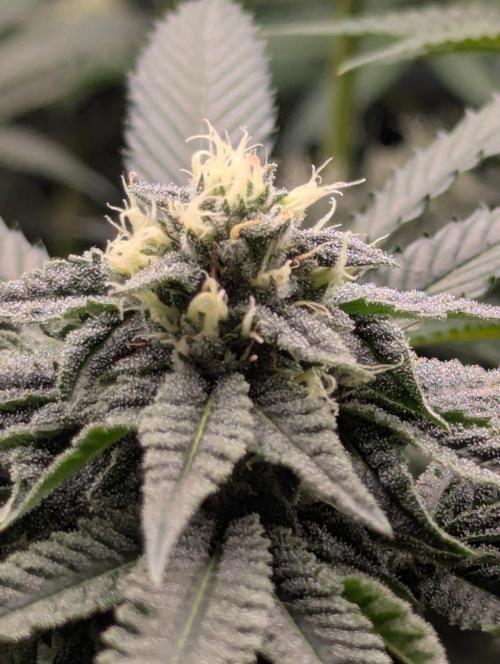 Studio Cherry - Wizard Trees. Week 9