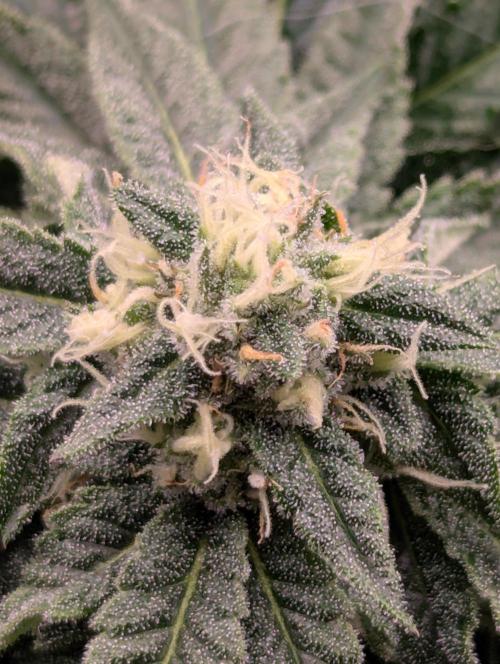 Studio Cherry - Wizard Trees. Week 9