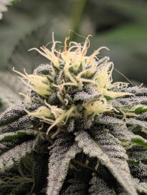 Studio Cherry - Wizard Trees. Week 9