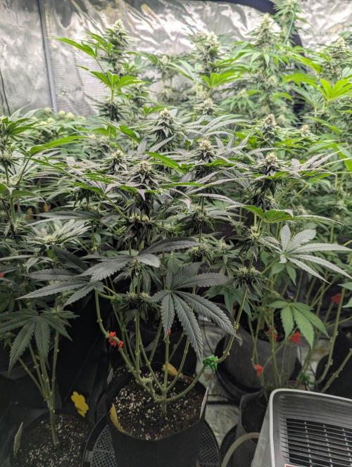 Studio Cherry - Wizard Trees. Week 9