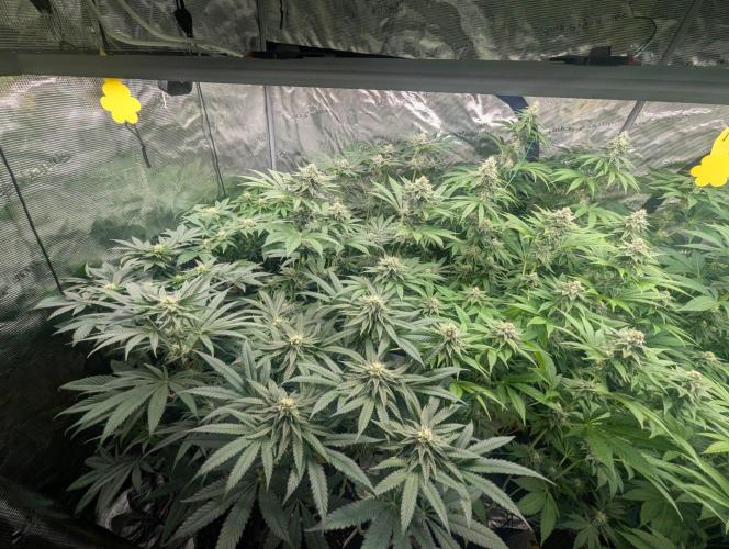 Studio Cherry - Wizard Trees. Week 9