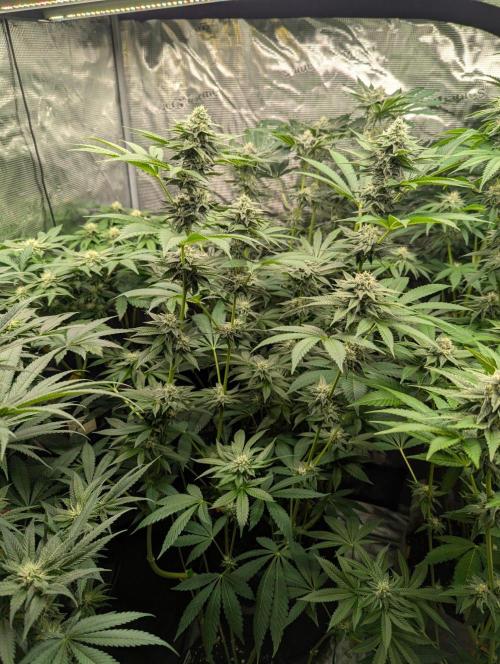 Shake Back - Compound Genetics. Week 9