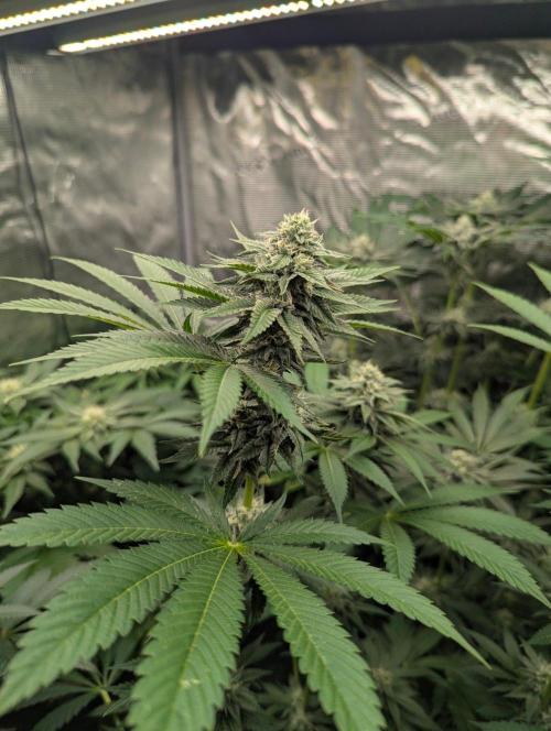 Shake Back - Compound Genetics. Week 9