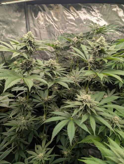 Shake Back - Compound Genetics. Week 9