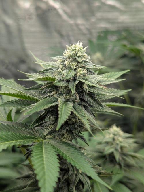 Shake Back - Compound Genetics. Week 9